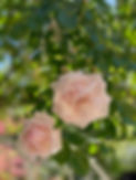 IMG_7736.jpeg