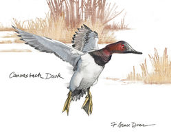 canvasback.jpg