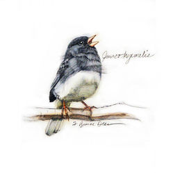 Junco 2.jpg