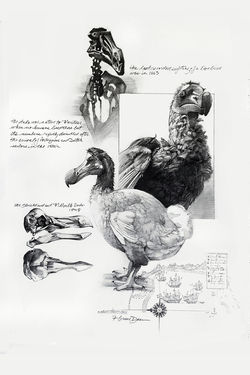 dodo.jpg
