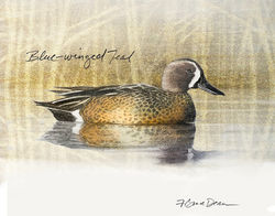 blue-winged teal.jpg