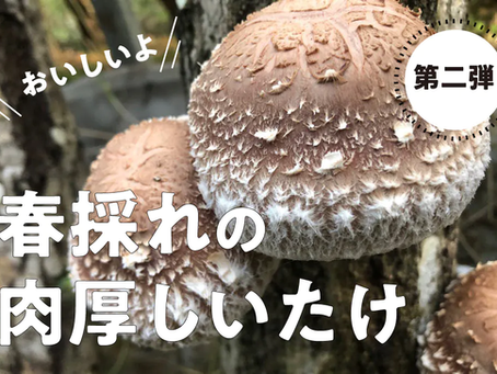 クラウドファンディング第2弾!!チャレンジ中