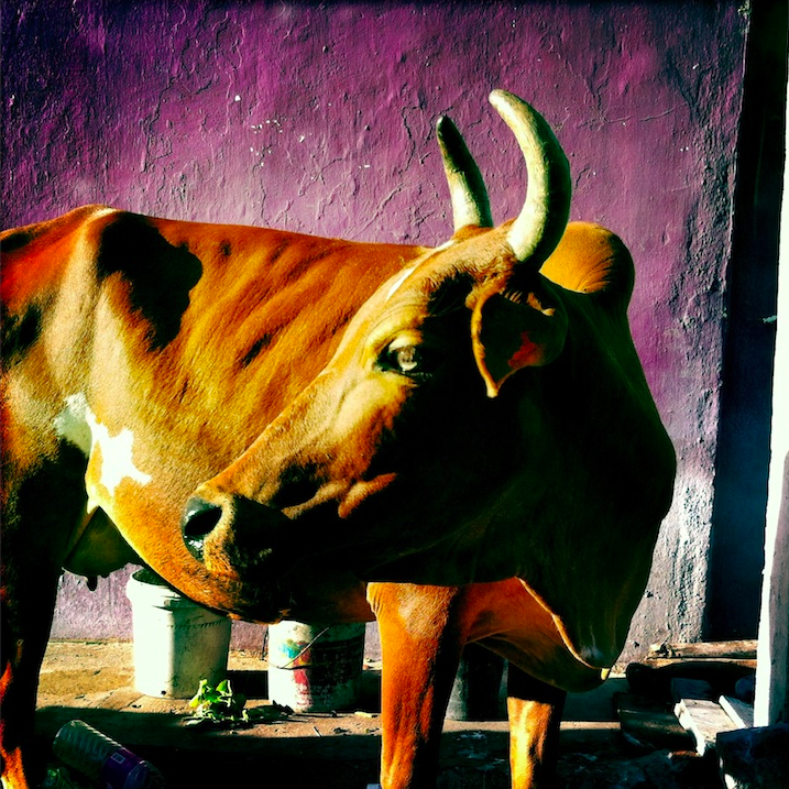 Indian Cow