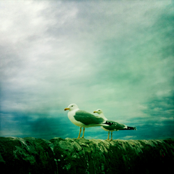 Duo de Gouelles