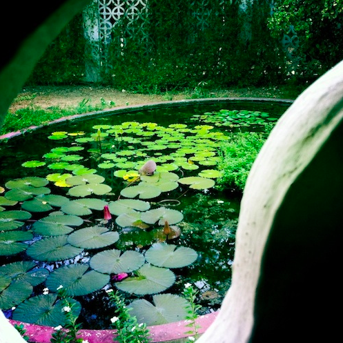 Lotus View