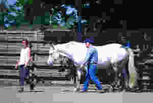 Horses4Change