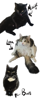IMG_1821.PNG
