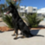 Police K9 during obedience training