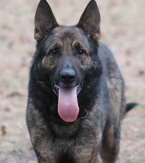 Detection K9 Jack