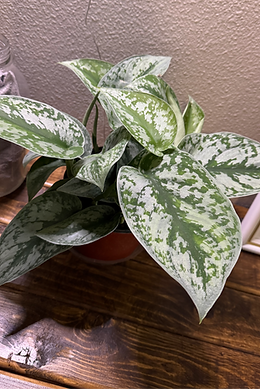 Pothos