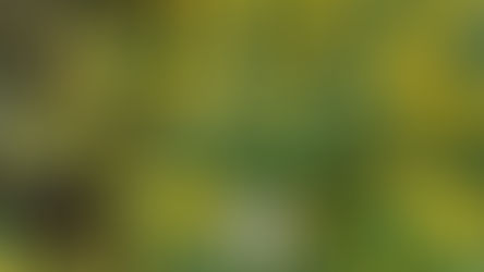 Træningsplan Børn & Ungdom - 1. halvår 2026