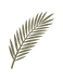 palmleaf.png