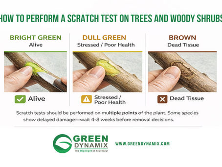How to Perform A Scratch Test on Trees & Woody Shrubs