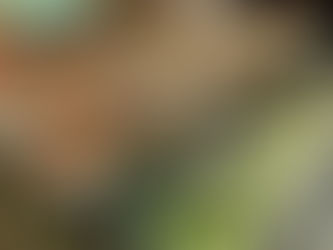 Fall into Giving: An Unforgettable Celebration of Generosity 