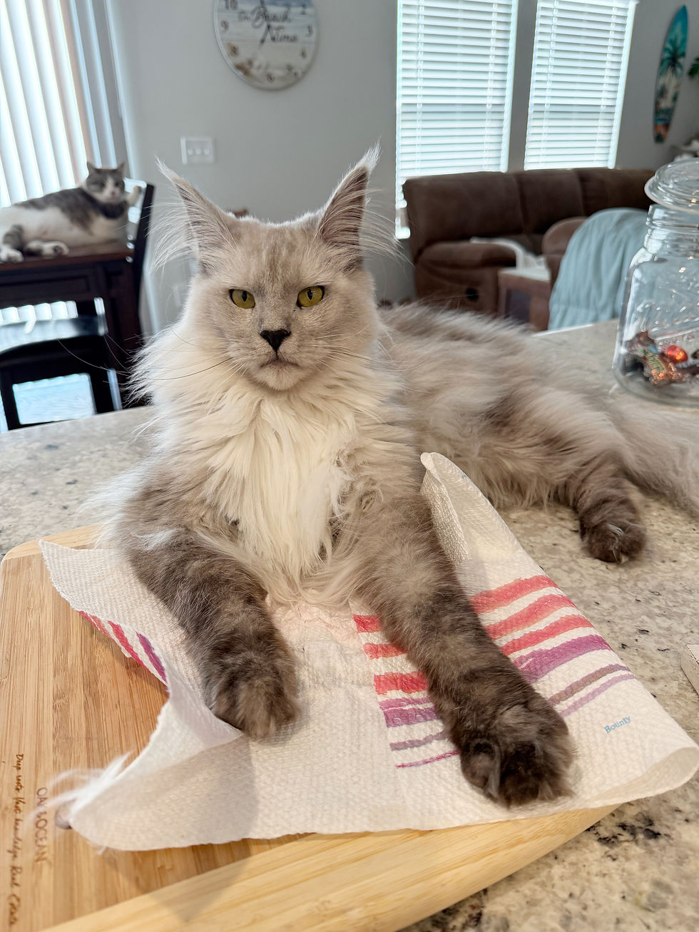 “Well-socialized Maine Coon kitten from Elara Eclipse in North Carolina, known for intelligent, gentle, and family-friendly temperament.”