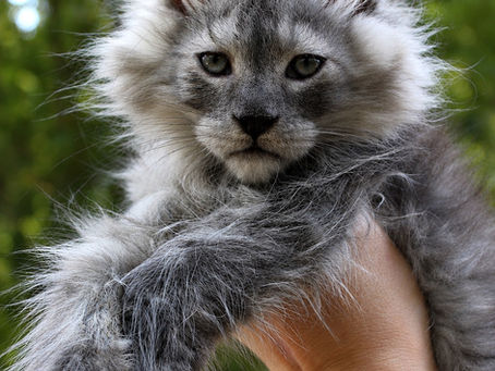 How Much Does a Maine Coon Cat Cost? A Complete Guide to Maine Coon Prices