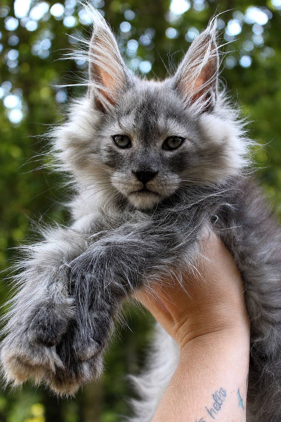 How Much Does a Maine Coon Cat Cost? A Complete Guide to Maine Coon Prices