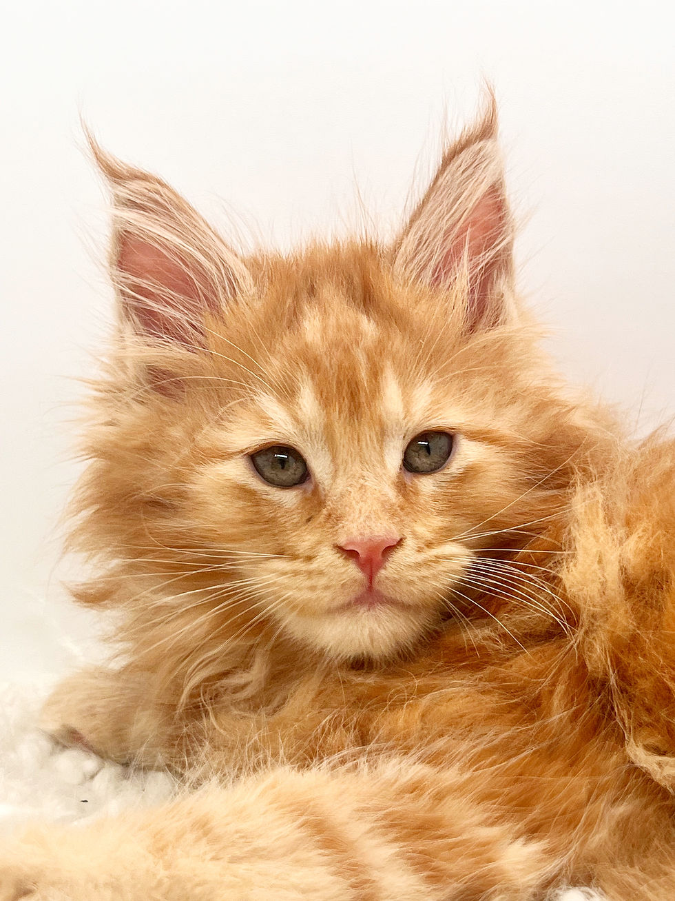 “Male and female Maine Coon kittens sitting side-by-side, highlighting personality and size differences.”