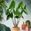 Miniature : Alocasia zebrina