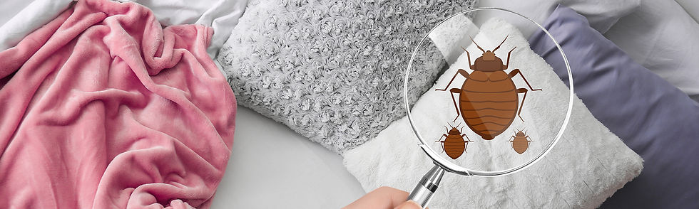 臭蟲防治｜面對臭蟲危機飯店業者如何透過「專業防治」守護品牌商譽？