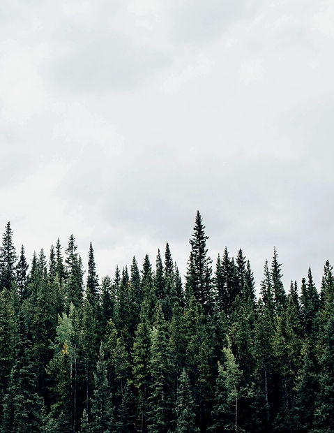 michael-benz-258430-unsplash_edited.jpg