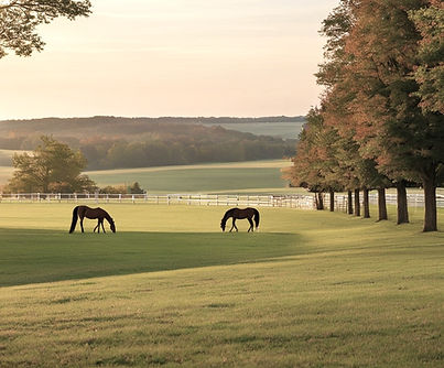ky horse farm and paddock_edited.jpg