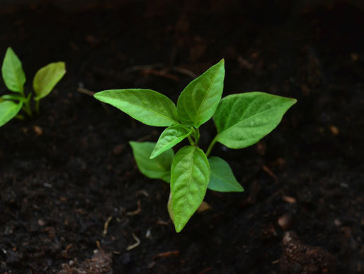 15 Ways to Give Back to Mother Earth