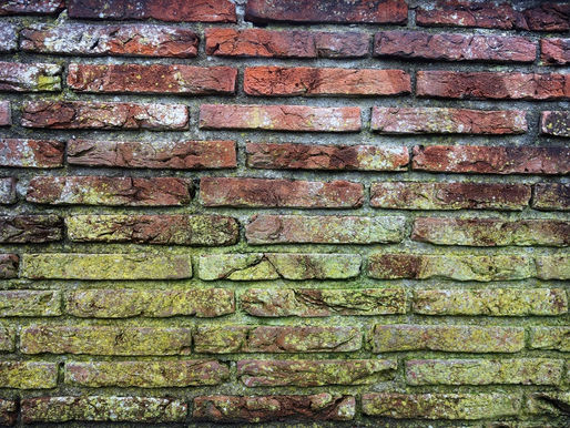 The Fungal Truth: Sorting Fact from Myth in Mold Detection & Removal
