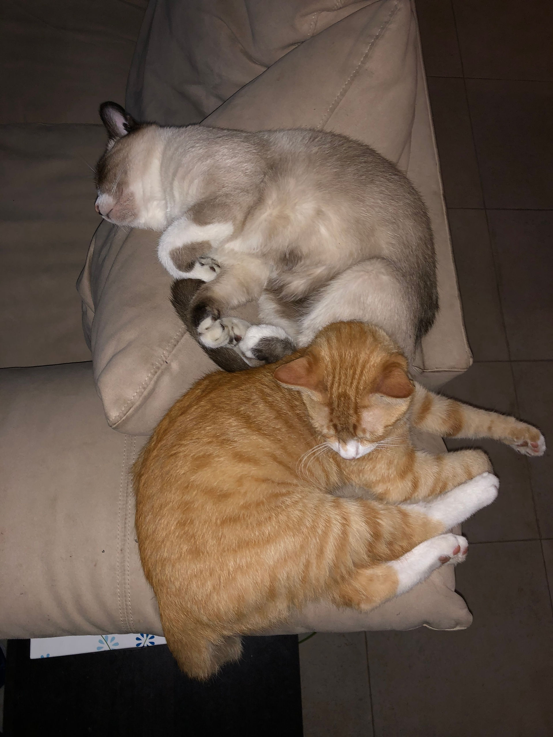 Ginger and Mist, our beloved kitties, 2019