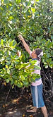mangrove.jpg