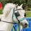 Thumbnail: pony Logi in blinkers at a competition