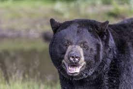 ree