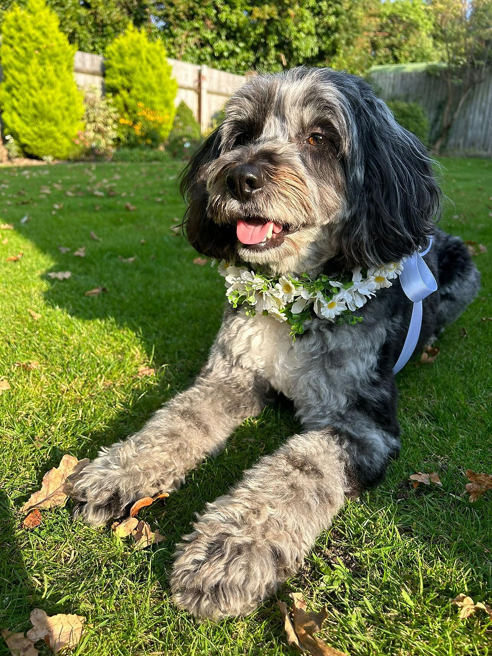 Miniatura: Mixed Daisies & Greenery Dog Collar Flowers