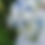 Thumbnail: Ivory & Dusty Blue Bridal Bouquet