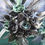 Thumbnail: Raven Green Alternative Wedding Flower Range