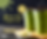 Medium Matcha