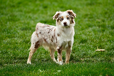 Red Merle tri-coloured female Miniature American Shepherd, moderate-to-wider white blaze, tan markings on face and legs; blue eyes