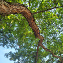 Photo Credit:  Lisa Melara, Le Moyne College Campus