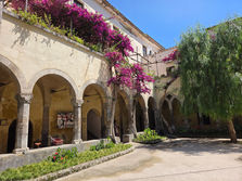 Pink Pepper Tree of Sorrento
