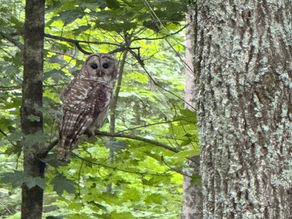 A Barred Owl with intricate brown and white plumage perches on a thin branch amidst a dense canopy of bright green maple leaves. The owl looks directly forward, its dark eyes standing out against the textured grey bark of a nearby tree.