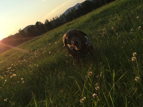 A chocolate Labrador Retriever runs through a lush green meadow at sunset. The dog is positioned in the center, facing the camera with an energetic expression, wearing a colorful harness. Bright sunlight flares from the left side of the frame, casting a warm glow over the tall grass and wildflowers. In the background, rolling hills and a treeline are silhouetted against a soft, transitioning sky.
