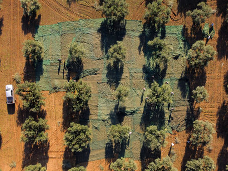 An aerial top-down view shows an olive grove during harvest. Large green tarps are laid out across the reddish brown soil around multiple olive trees. Several workers are visible tending to the nets and trees, and a silver pickup truck is parked on the left edge of the grove.