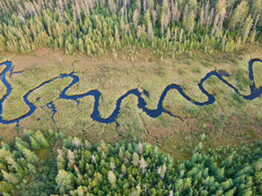 This shows a meandering stream or river creating dramatic S-curves (called meanders) through a wetland or bog area, surrounded by dense boreal forest. The contrast between the deep blue water, golden-brown wetland vegetation, and green coniferous trees creates a beautiful natural pattern.