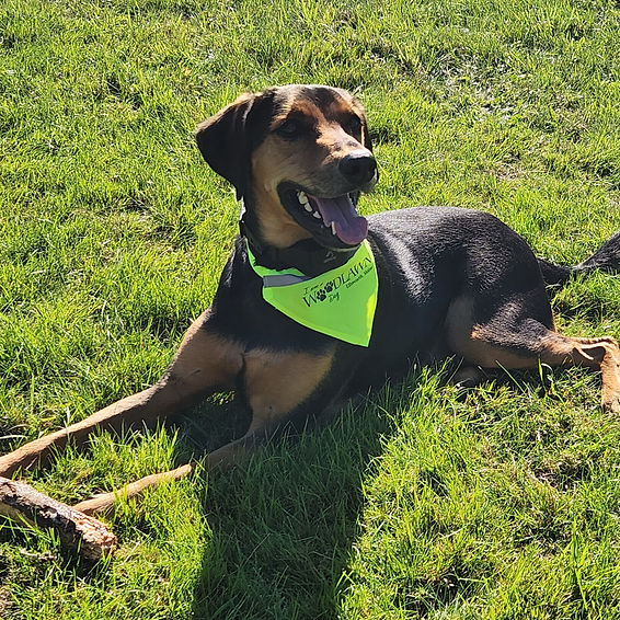 Moody Woodlawn Dog.jpg