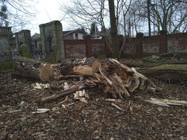 wycinka drzew, ogrodnictwo