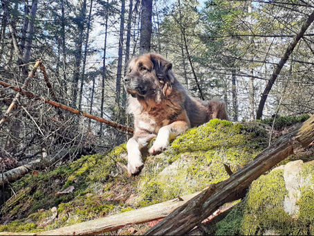 Colter sunning on a rock