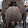ruby udder.jpg