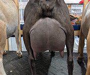 ruby udder.jpg