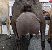 ruby udder.jpg