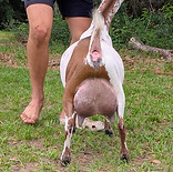 friend udder.jpg